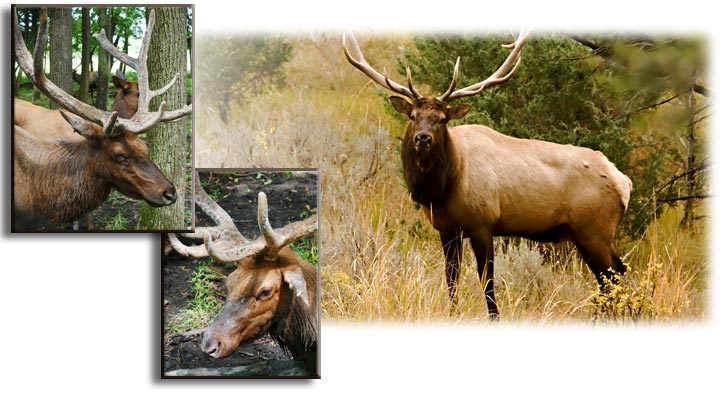 Elk in Busse Woods, Elk Grove